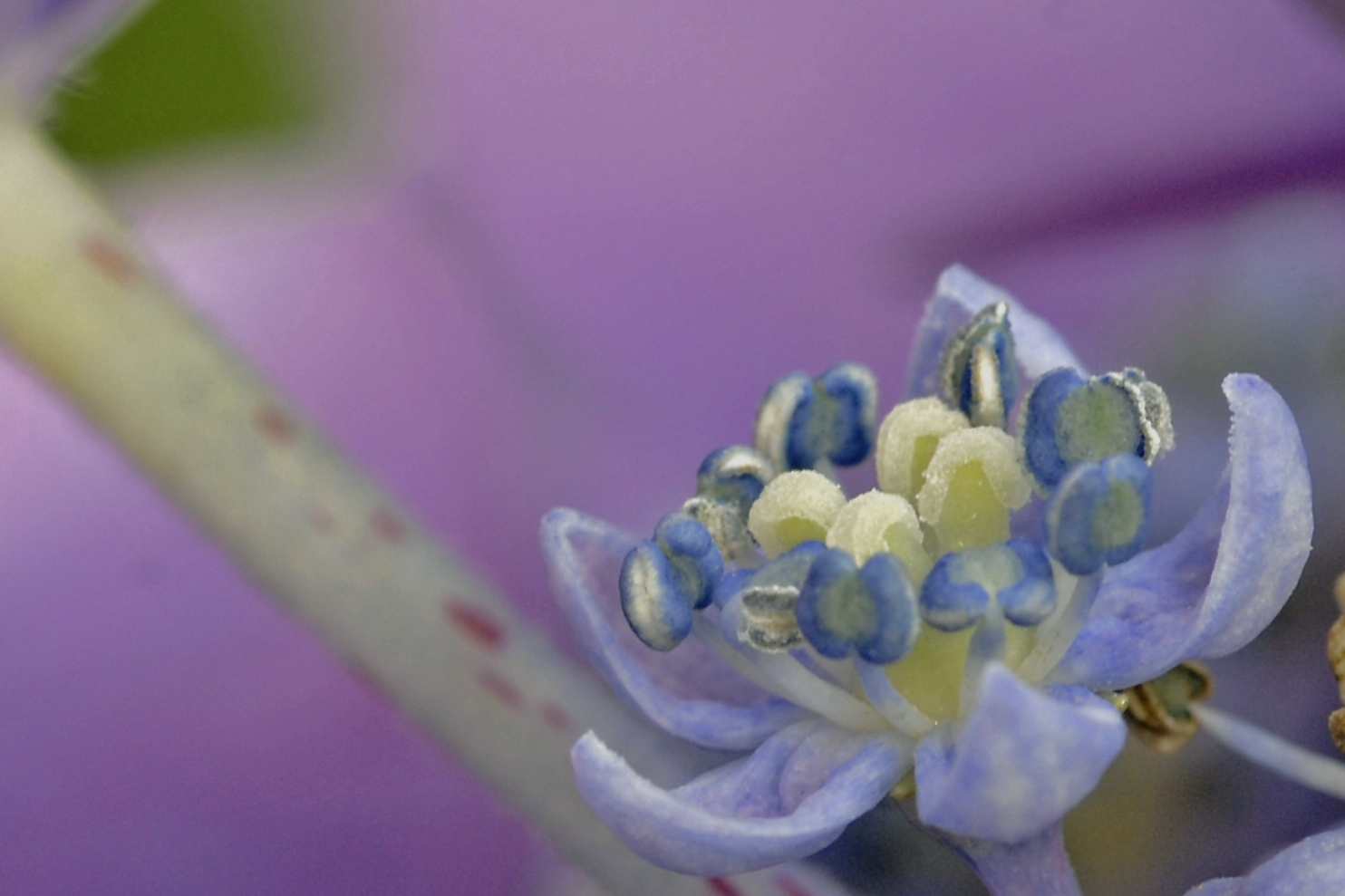 Tellerhortensie