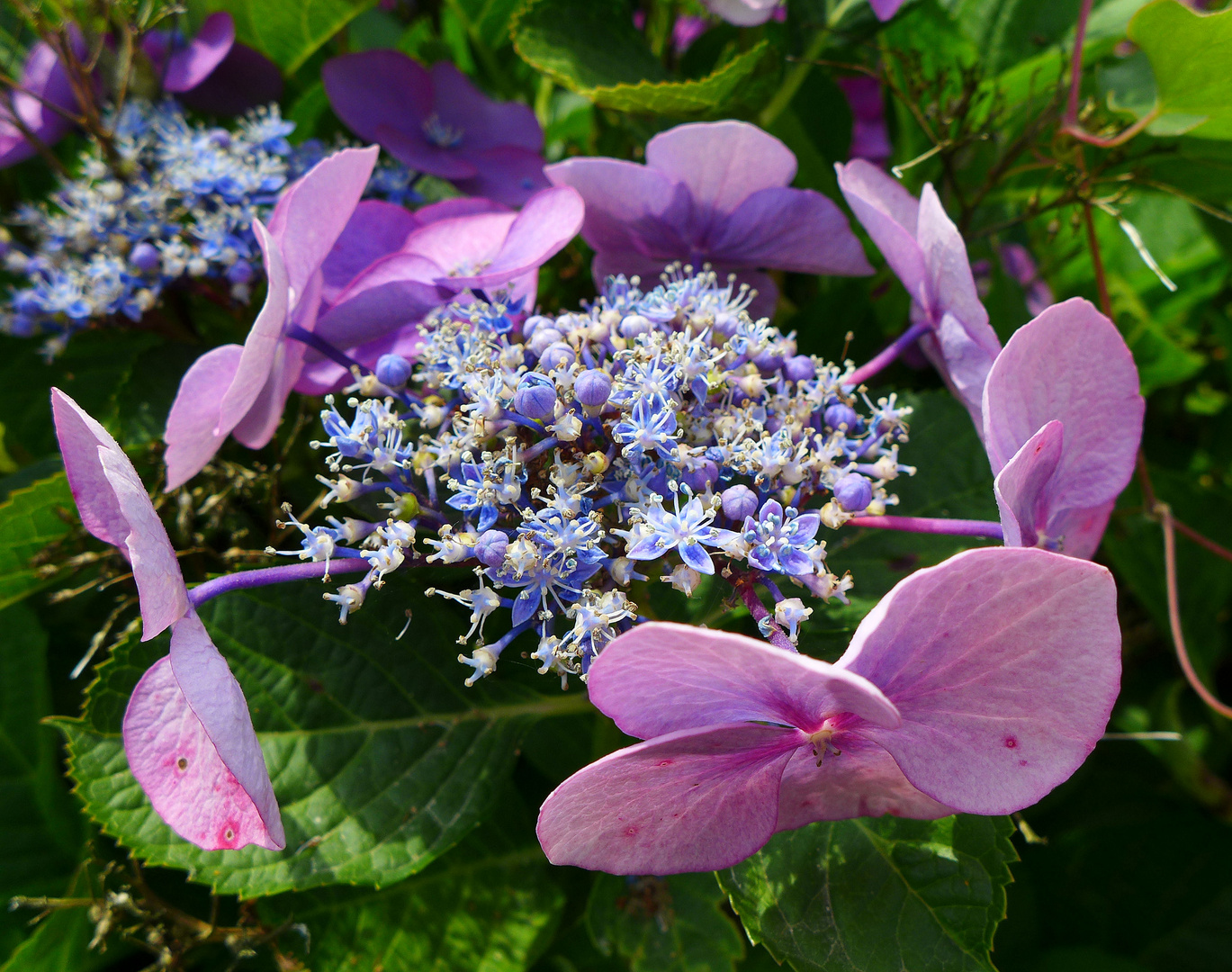 Tellerhortensie