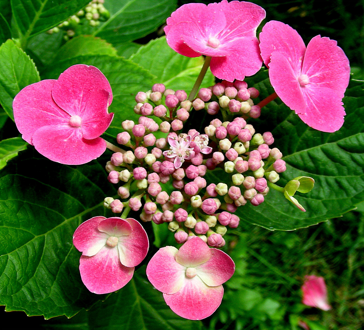 Tellerhortensie Foto & Bild pflanzen, pilze & flechten, blüten