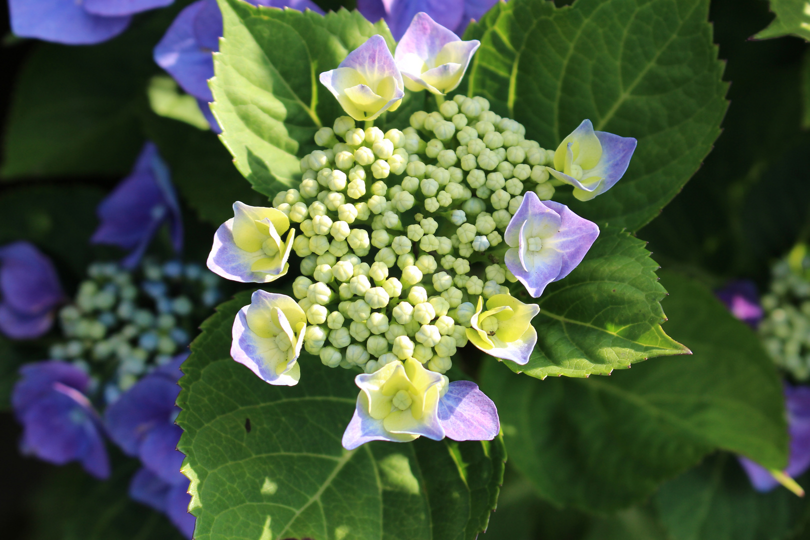 Tellerhortensie