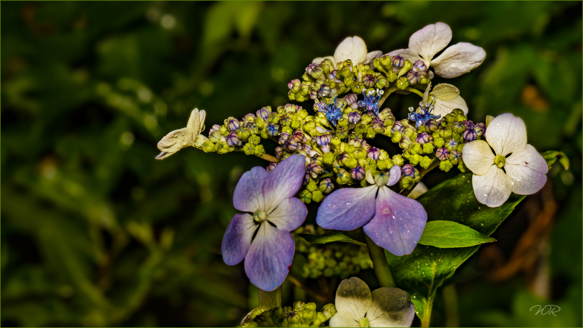 Tellerhortensie