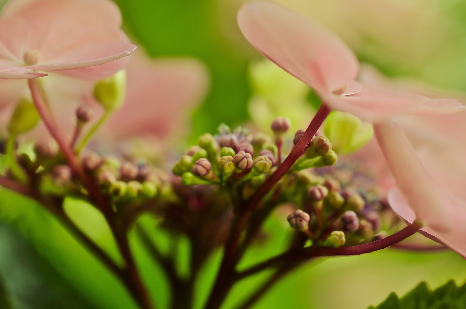 Tellerhortensie