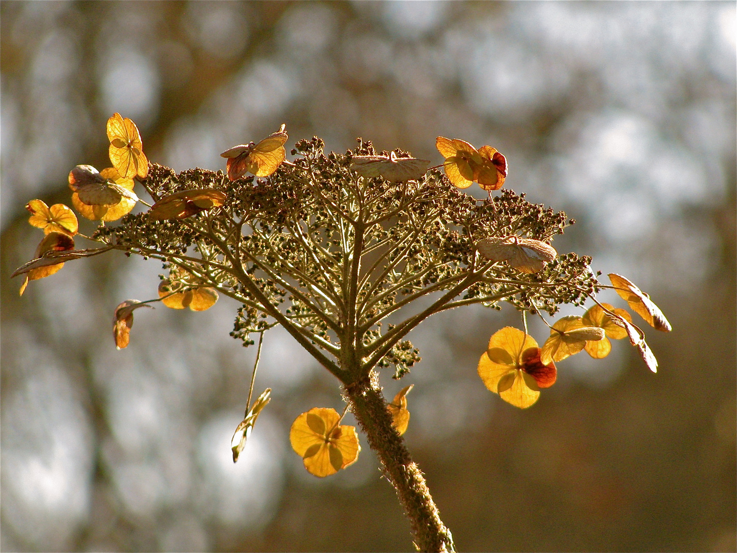 ... Tellerhortensie !!!...