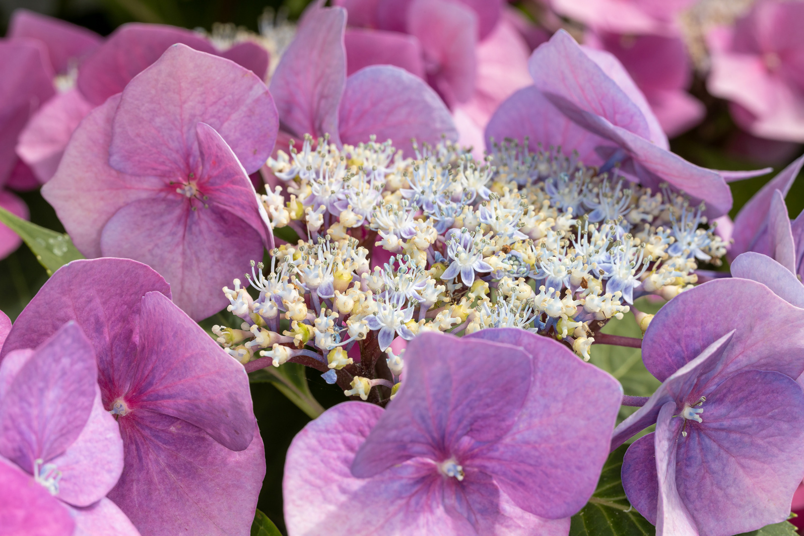 Tellerhortensie,