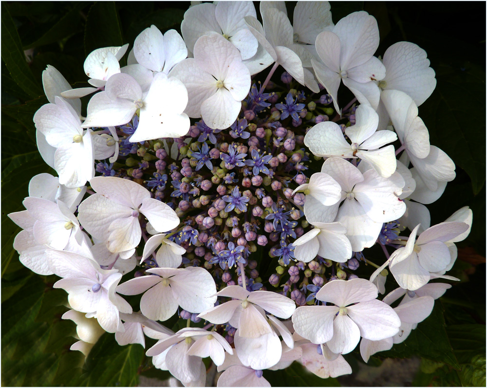 Tellerhortensie