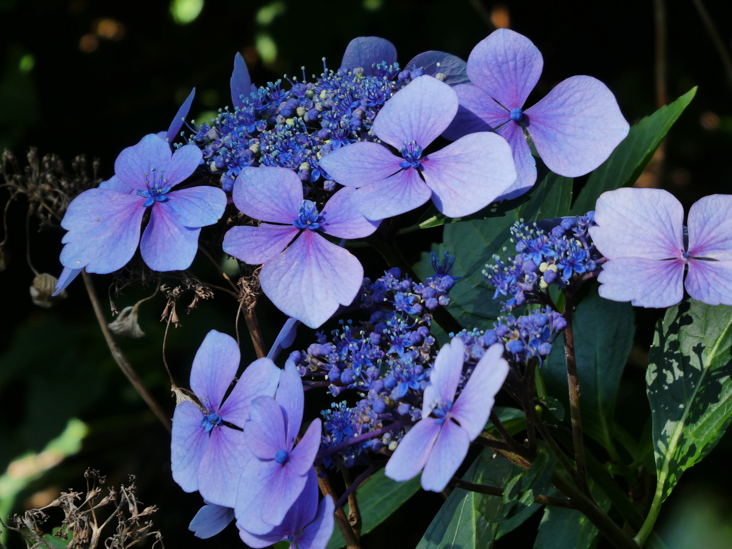 Tellerhortensie