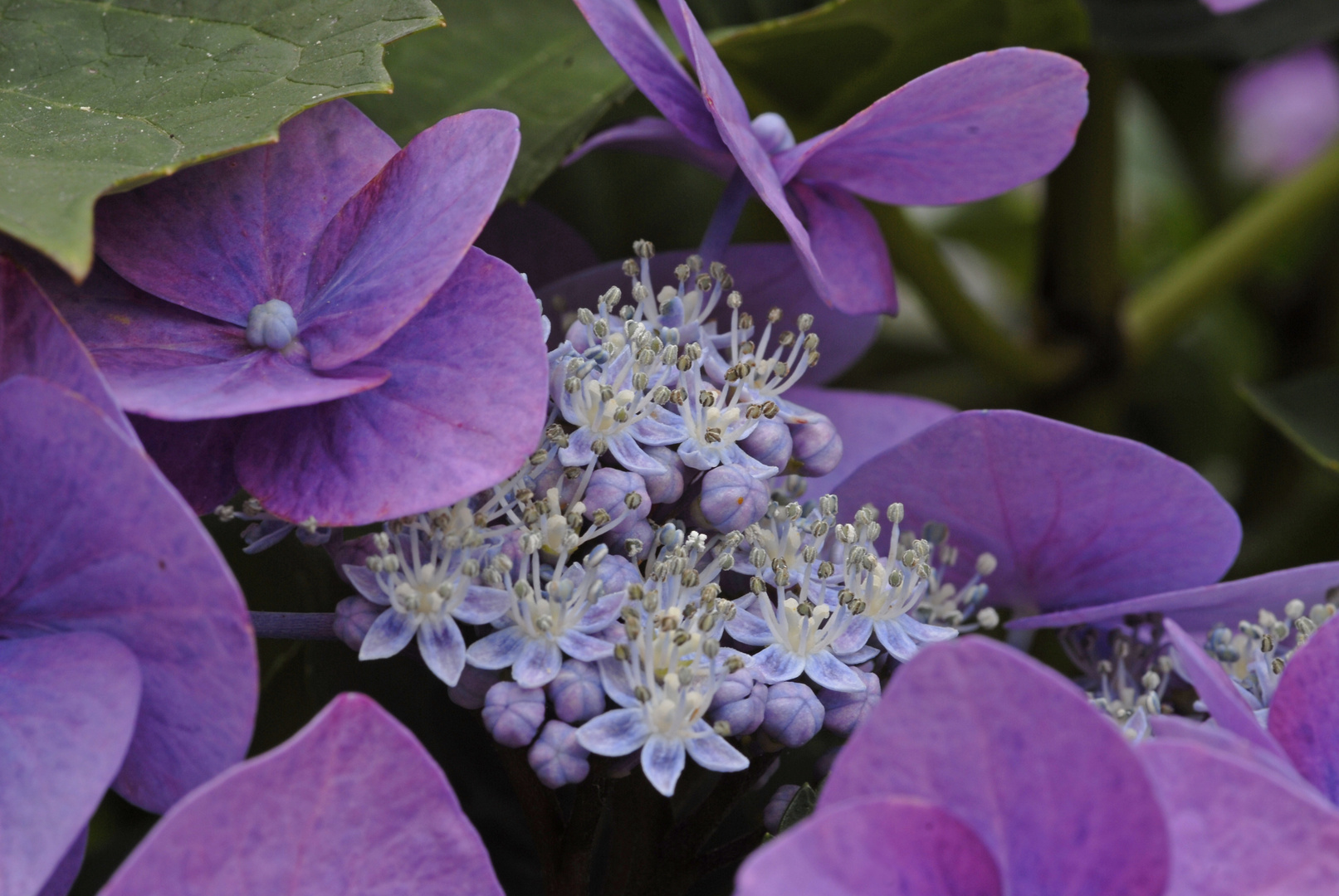 Tellerhortensie