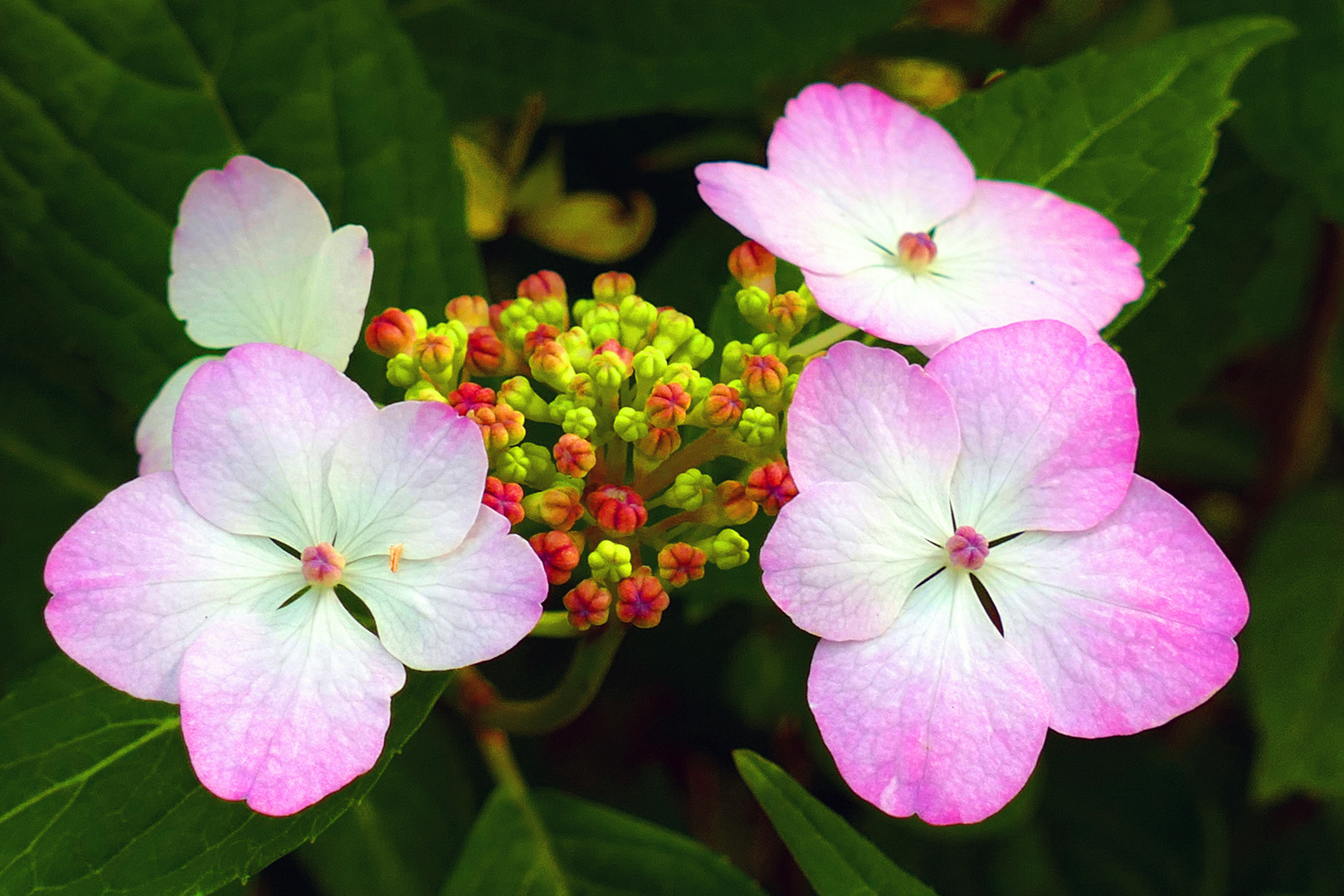 Tellerhortensie