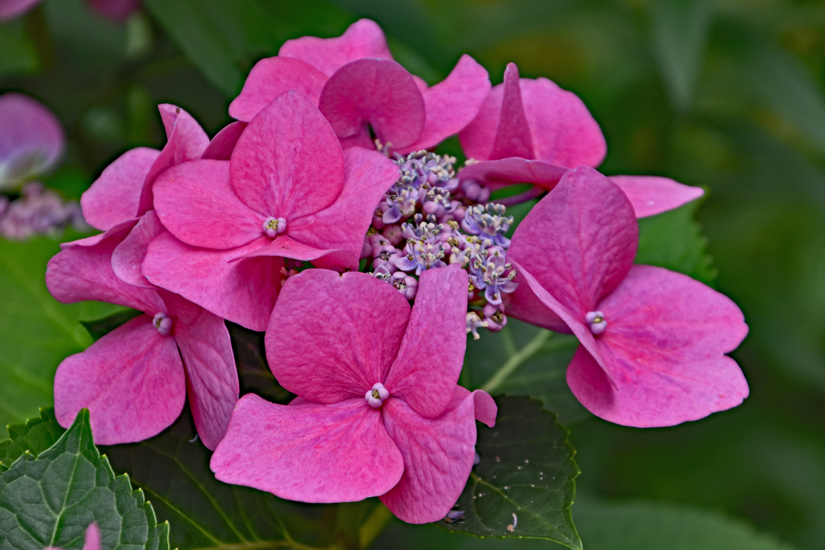 Tellerhortensie