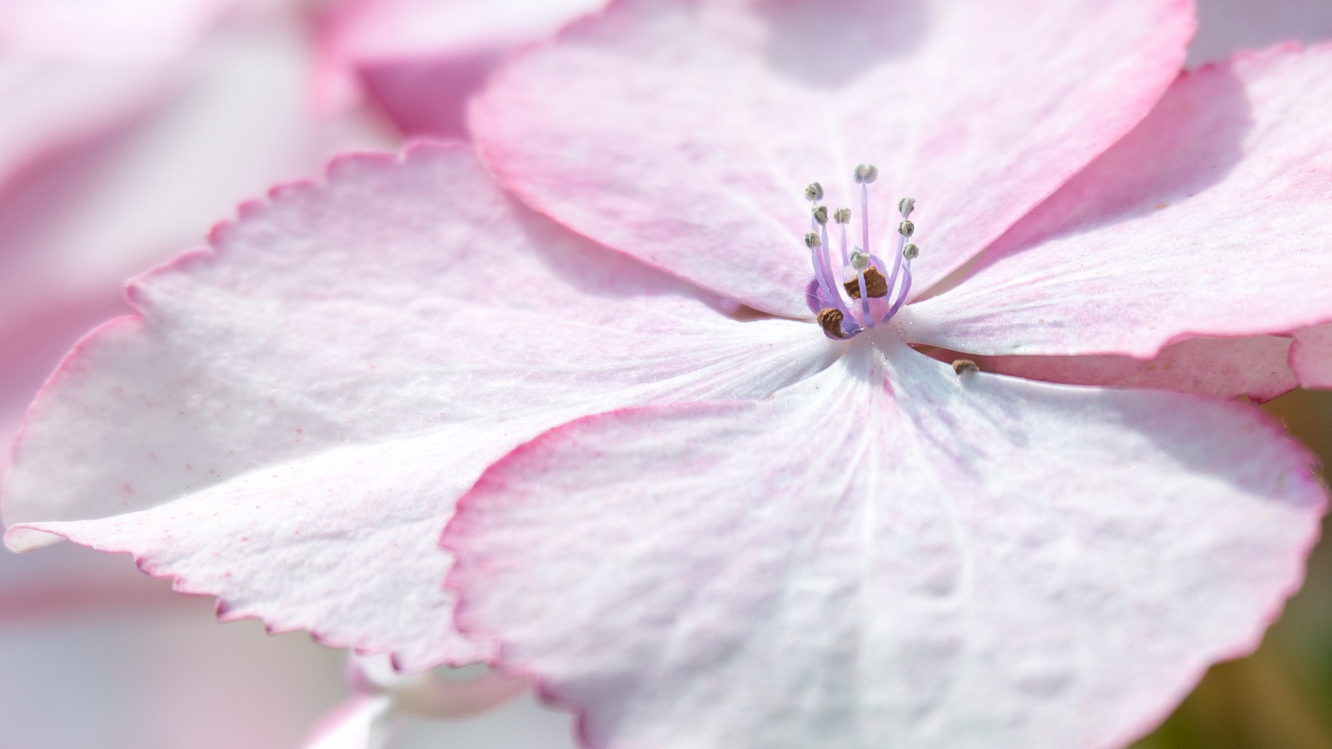 Tellerhortensie