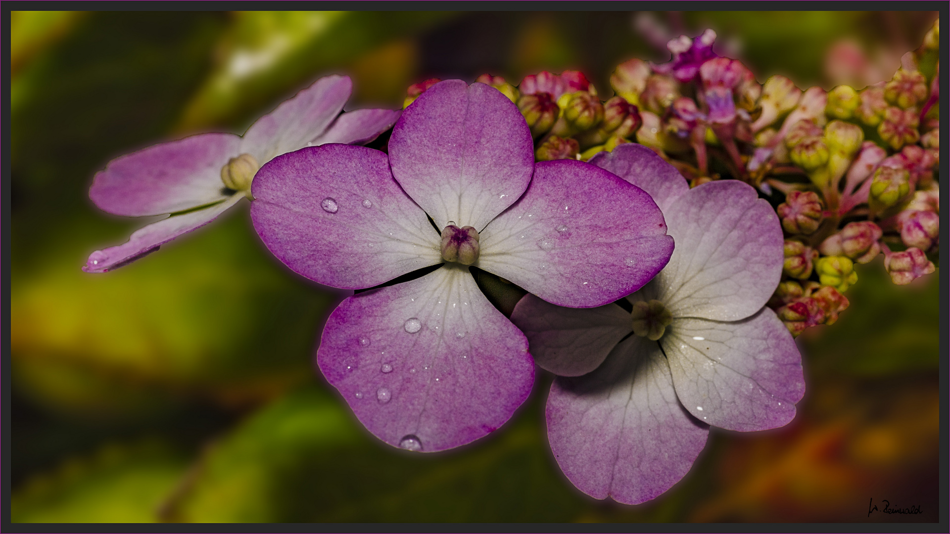 Tellerhortensie bunt