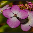 Tellerhortensie bunt