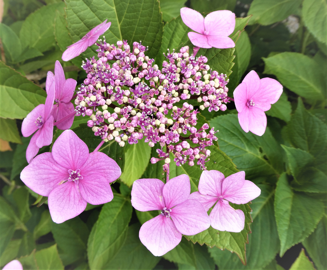 Tellerhortensie