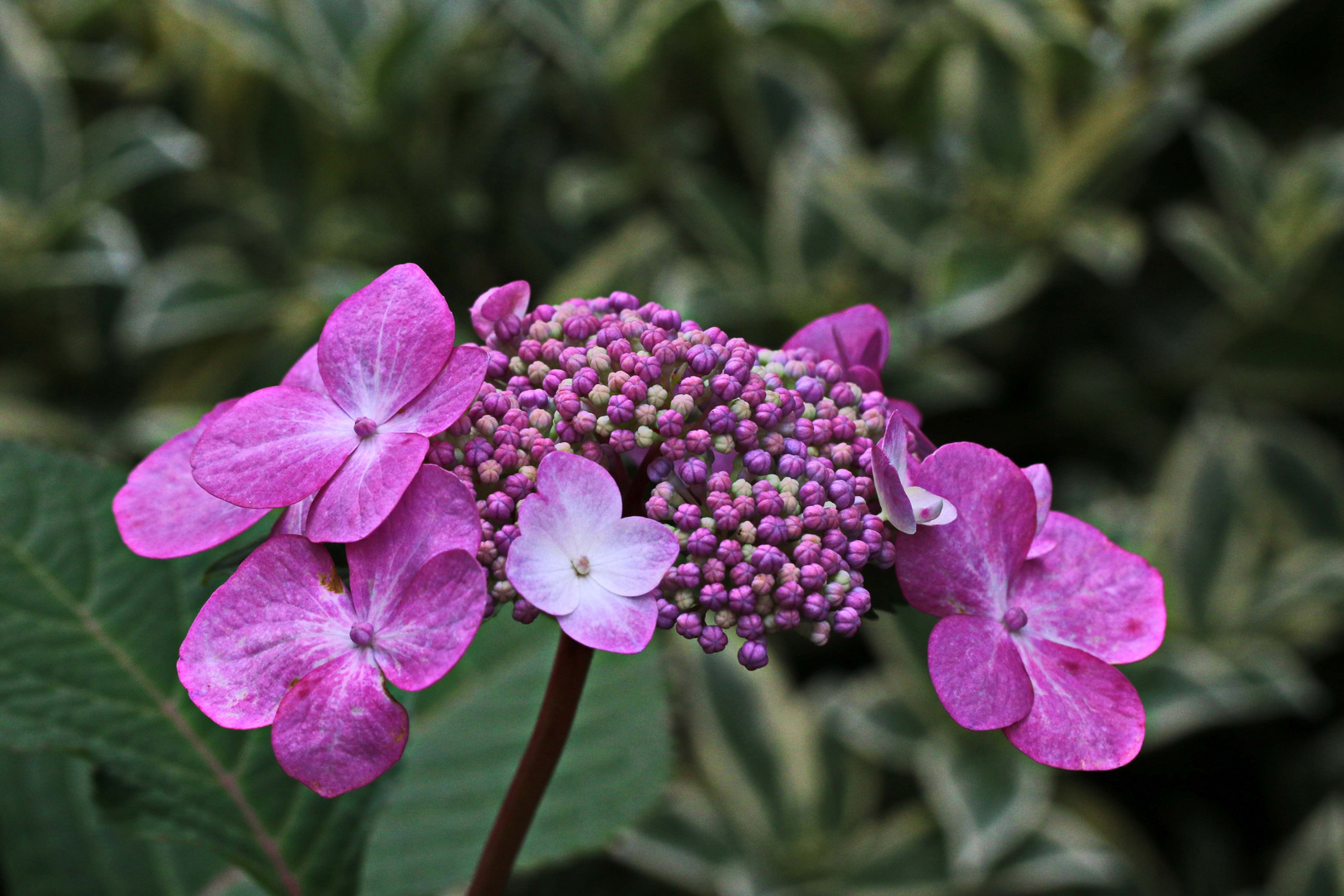 Tellerhortensie