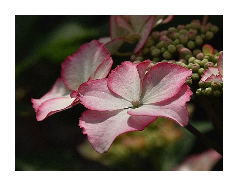 Tellerhortensie