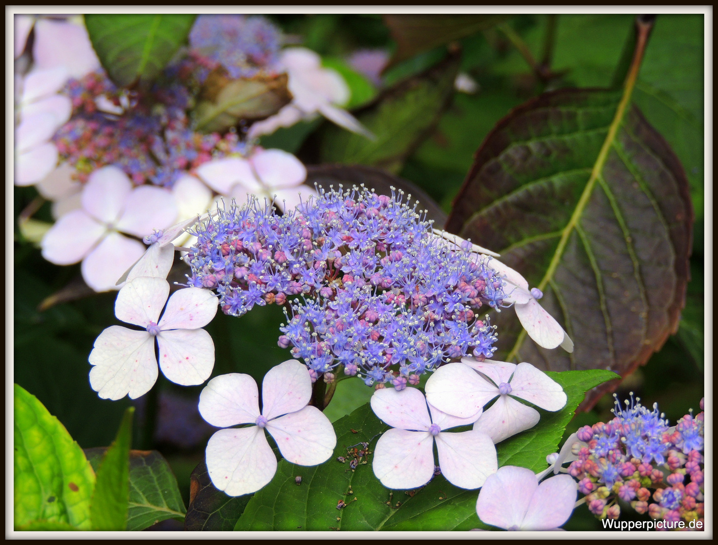 Tellerhortensie