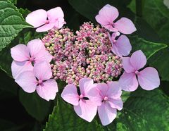 Tellerhortensie (Hydrangea serrata)