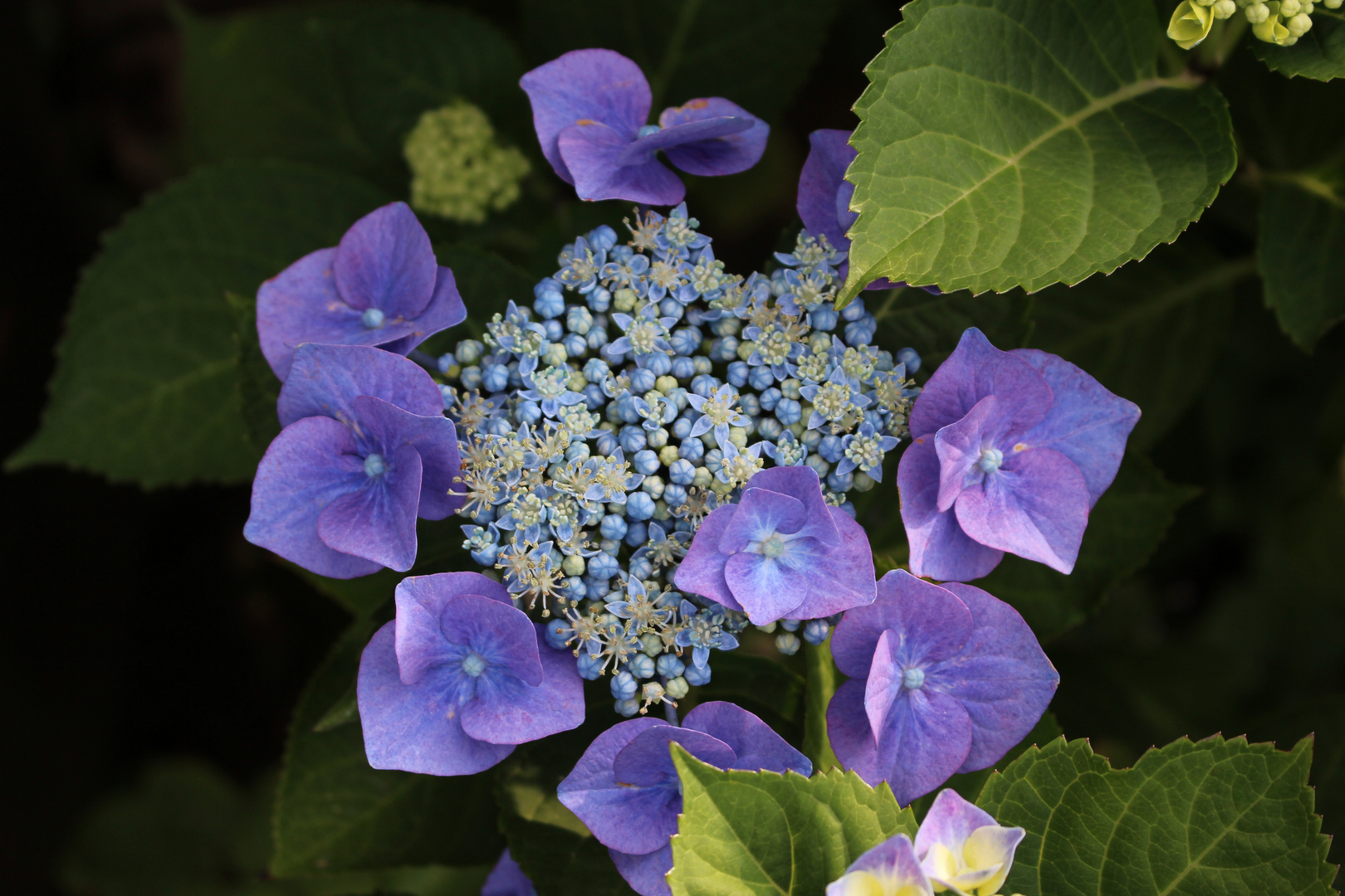 Tellerhortensie II