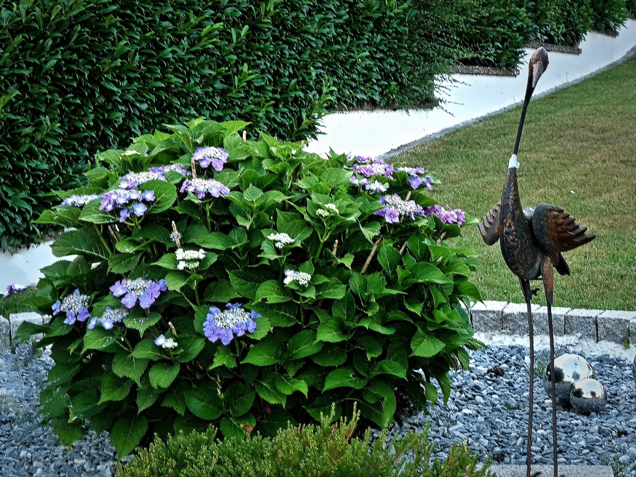 Tellerhortensie mit vielen Blüten..