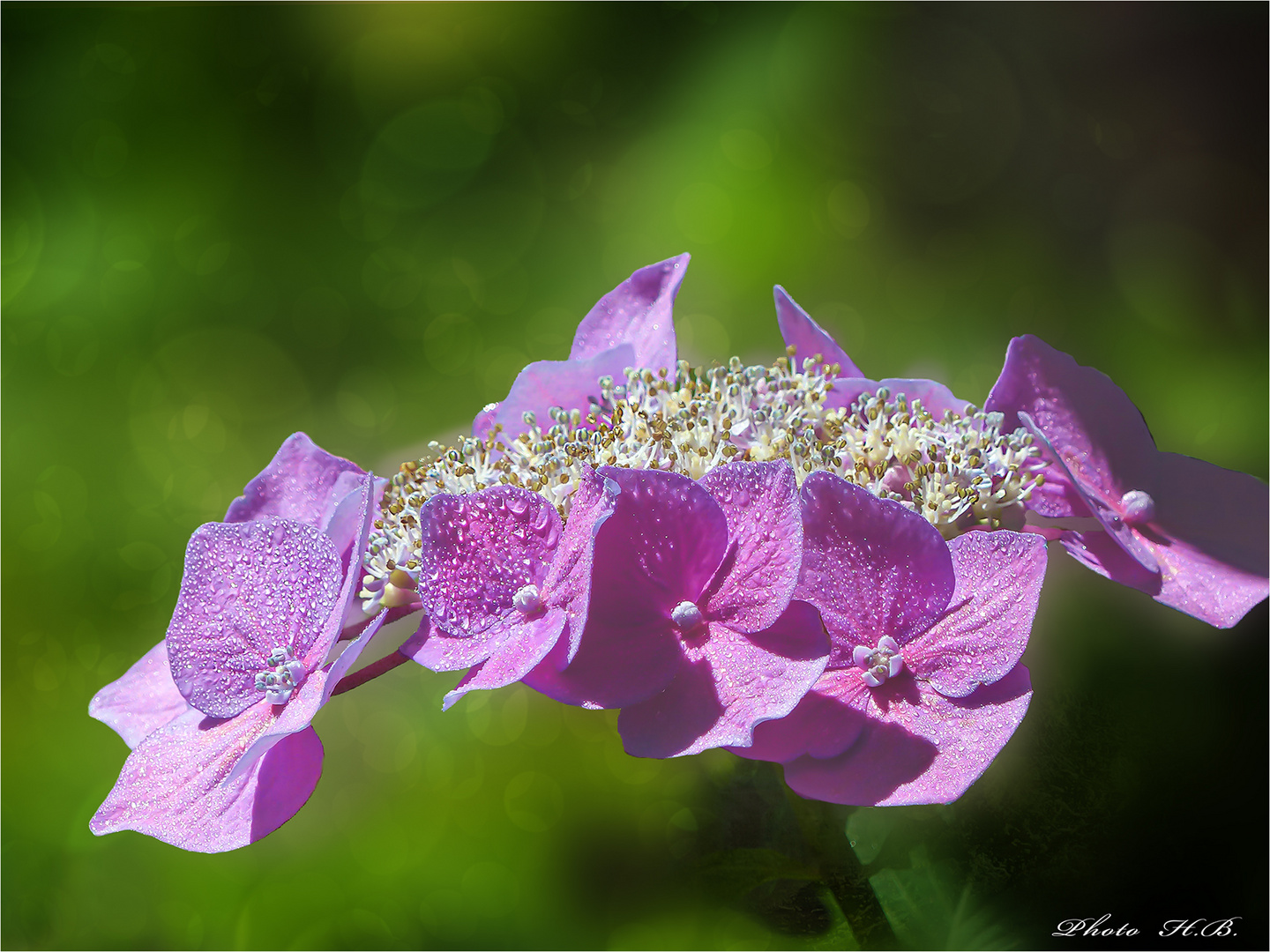 Tellerhortensie nach dem Regen