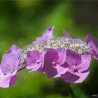 Tellerhortensie nach dem Regen