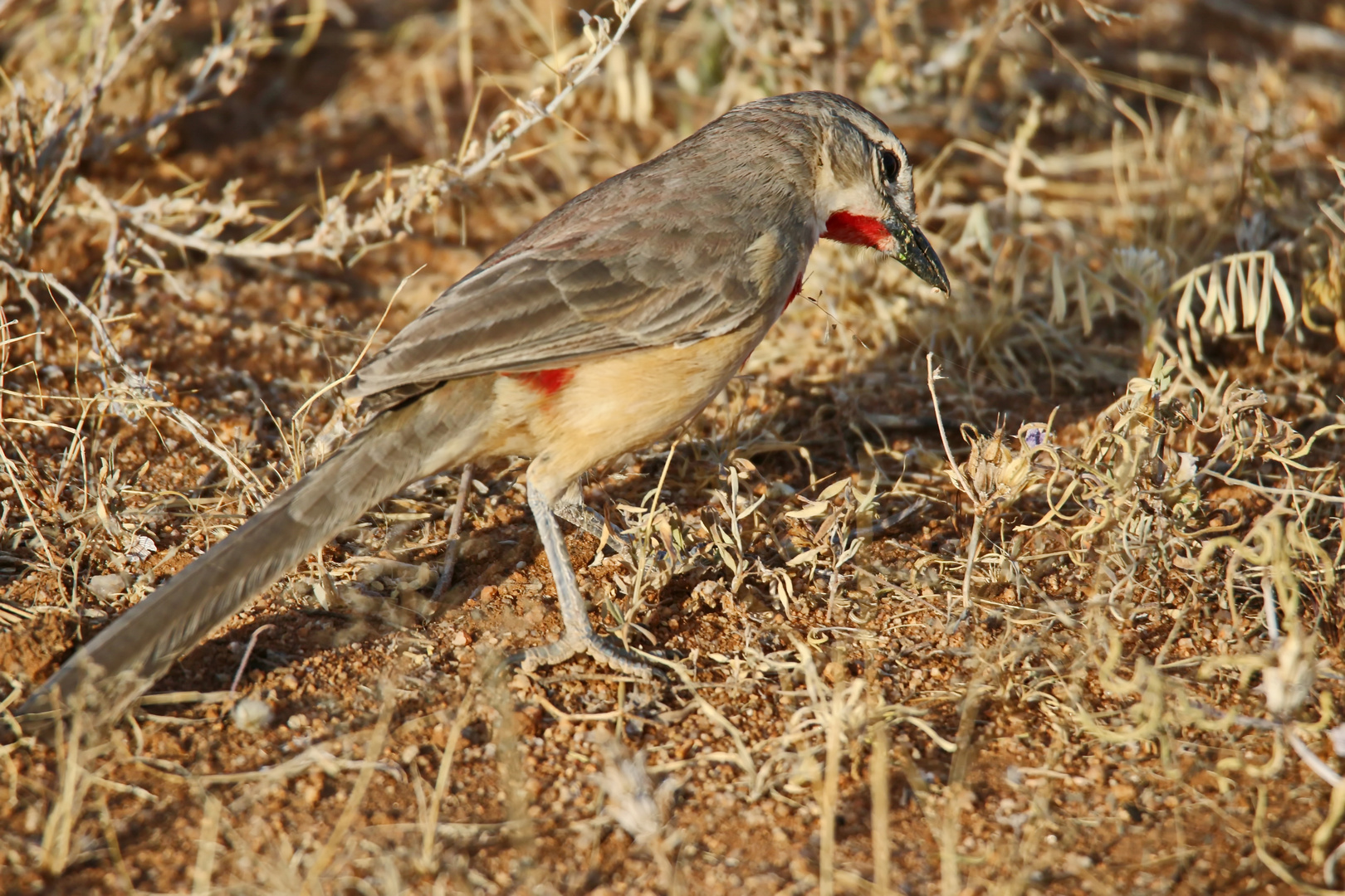 Telophorus cruentus hilgerti,Rosy-patched Bushshrike-M