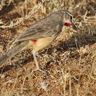 Telophorus cruentus hilgerti,Rosy-patched Bushshrike-M