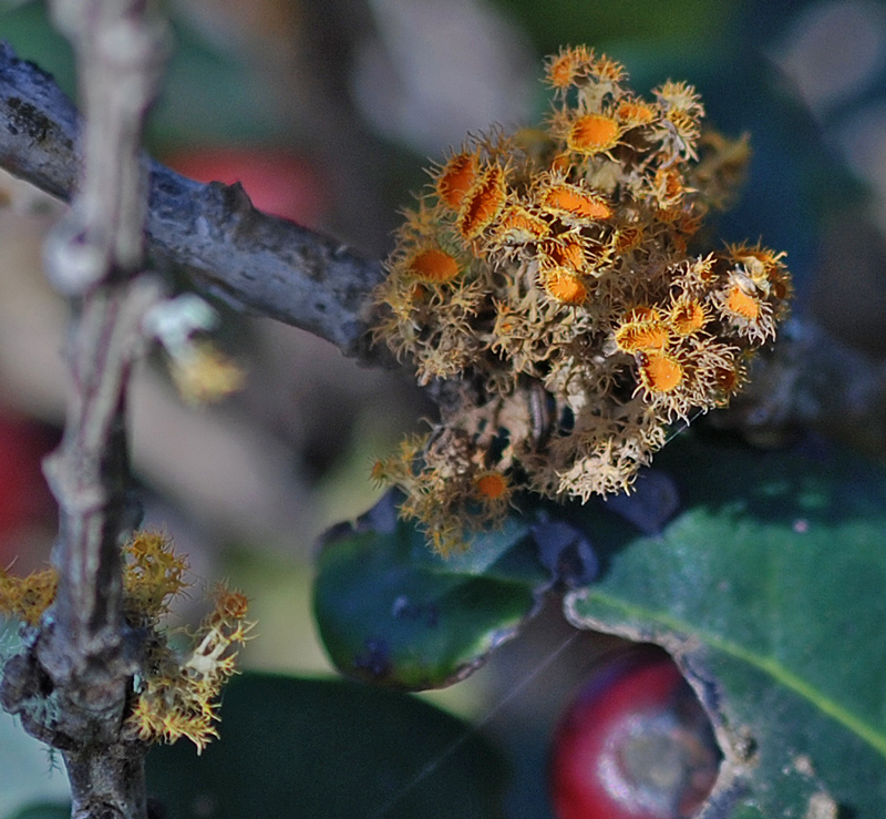 Teloschistes chrysophthalmus