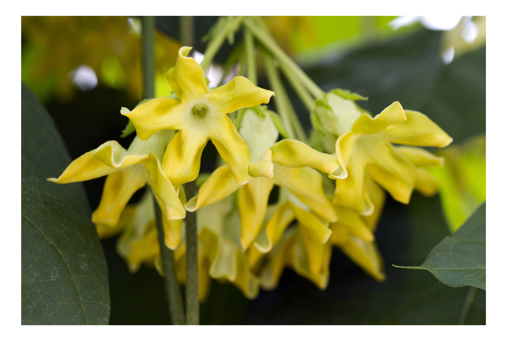 Telosma cordata [telosma minor]