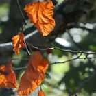 Tels de petits lampions d'Halloween