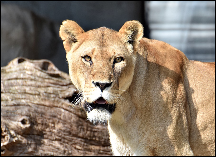 Tembesi...Queen of Hamburg