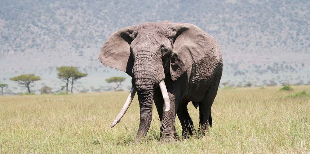 Tembo Bulle auf Brautschau