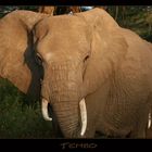 Tembo