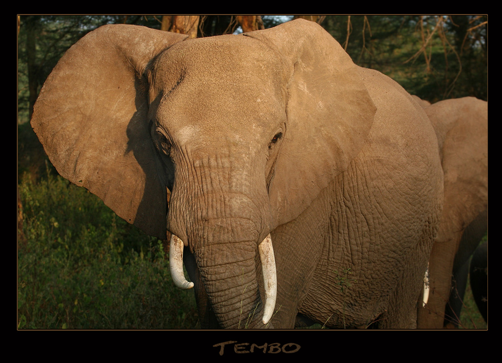 Tembo