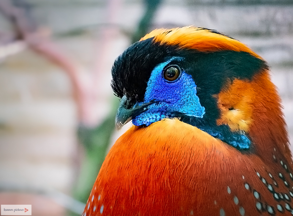 Temminck-Tragopan 