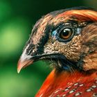 Temminck-Tragopan