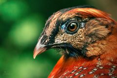 Temminck-Tragopan