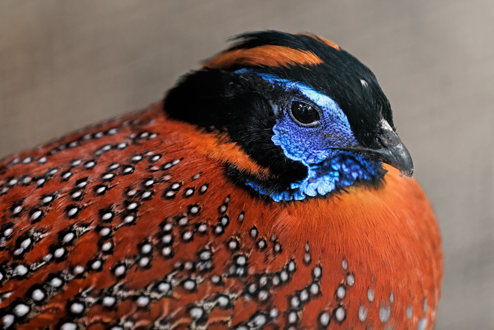 ... Temminck-Tragopan ...