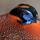 ... Temminck-Tragopan ...