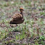 Temminck's courser