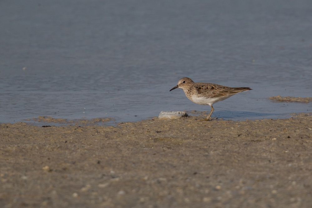 Temminckstrandläufer