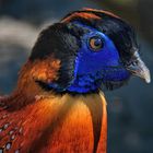 Temmincktragopan