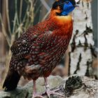 Temmincktragopan