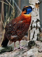 Temmincktragopan