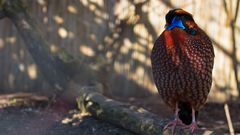 Temmincktragopane Hahn 