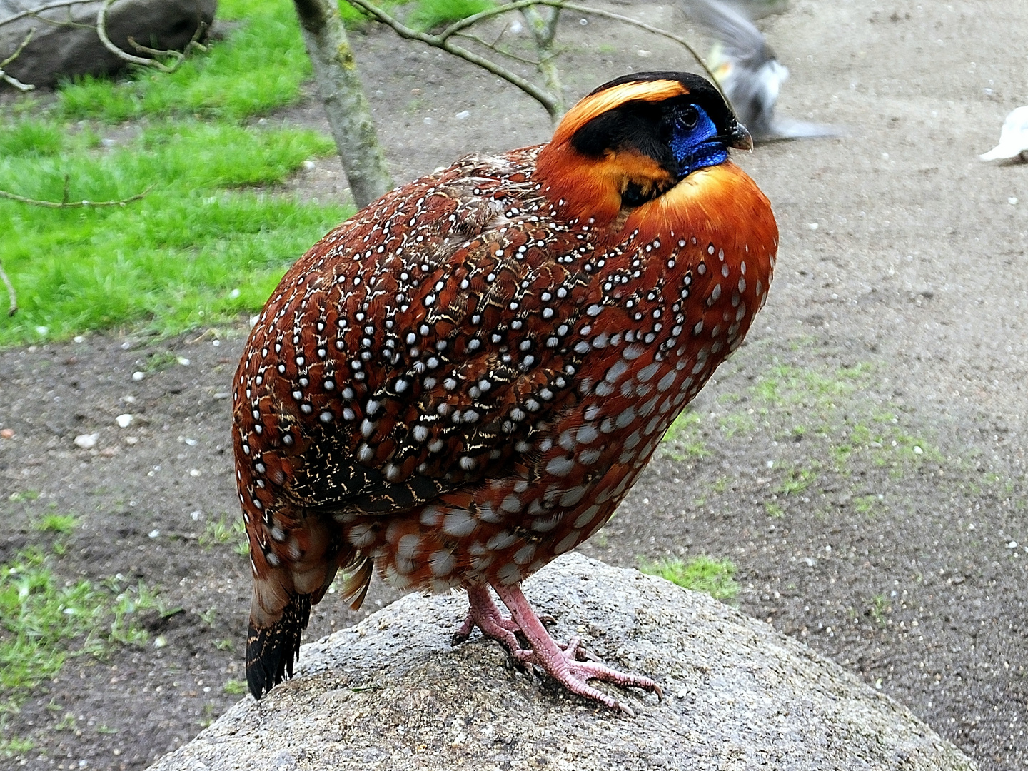 Temmink -Targopan