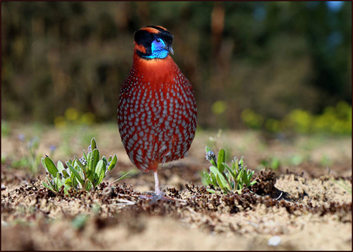 Temmnicktragopan