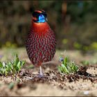 Temmnicktragopan