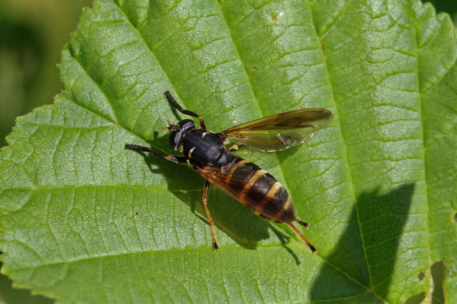 Temnostoma bombylans - Hummel-Moderholzschwebfliege