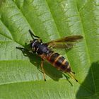 Temnostoma bombylans - Hummel-Moderholzschwebfliege